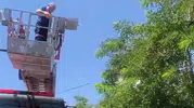 Bitlis'te ağaca takılan kargayı itfaiye ekipleri kurtardı