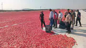 Saruhanlı tarlalarından dünyaya binlerce ton kuru domates gidiyor