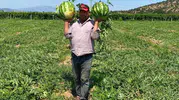 Manisalı çiftçi aracıya teslim olmadı karpuzu kendi satıyor