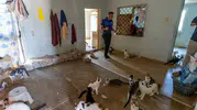 Mersin'de çöp ev ihbarı 100 kediyi ortaya çıkardı