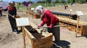 Safranbolu safranını köstebeklerden kurtaracak yöntemler deneniyor