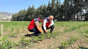 Hataylı üreticinin tarlasında verim mesaisi