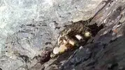 Elazığ kırsalında sarp kayalıklarda gizli doğal bal hazinesi bulundu