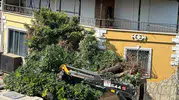 Balıkesir'de deprem sonrası yol çalışması ağaçları söktü