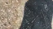 Hazar Gölü kıyısında yılanlı şaka dehşet anları yaşattı