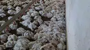 Bolu'da teknik arıza 4 bin tavuğu hayattan kopardı
