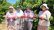 Tarlada 15 lira olan nektarin markette neden 100 lira?
