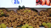 Aydın'da ilk kuru incir 850 liradan alıcı buldu