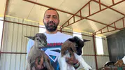Ankara'da hobi olarak başladı şimdi cüce keçi çiftliği yönetiyor