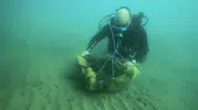Milas kıyılarında deniz çayırları yeniden hayat buluyor