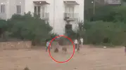 İneğin ipi kurtuldu, sahibiyle kovalamaca başladı