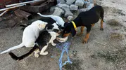 Aynı gün doğan kedi ve köpekler kardeş gibi büyüdü