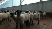 Kastamonu'da bilimsel dokunuşla koyunlarda rekor kuzu verimi