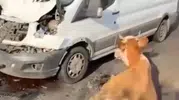 Minibüsün çarptığı inekler son anda kesildi