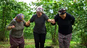 Trabzon'da fındık mesaisi horonla şenlendi