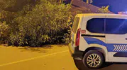 Beyşehir'de dev ceviz ağacı trafiği kilitledi