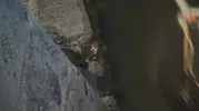 Silivri'de köprü altında mahsur kalan yavru kedi kurtarıldı