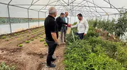 Bayburt'ta dolu vurdu çiftçinin ürünü tarlada kaldı