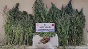 Hatay ormanlarında gizli kenevir operasyonu