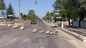 Hayrabolu’da kaz sürüsü trafiği birbirine kattı