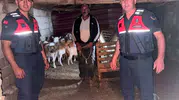 Bayramiç dağlarında kaybolan sürüsünü jandarma kurtardı