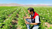 Bayburt patates tarlalarında hastalık taraması yapıldı