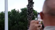 Antalya'da ağaca tırmanan adam su ikramıyla aşağı indirildi