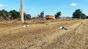 Tekirdağ'da yüksek gerilim hattı leyleklere mezar oldu