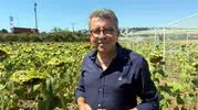 Trakya'da ayçiçeği ekimi azaldı, bu yıl üretimde açık bekleniyor