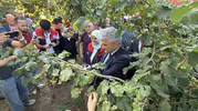 Düzce fındıkta yüz güldüren rekolte bekliyor
