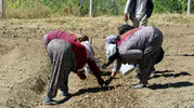Dünyanın en pahalı baharatında yeni sezon mesaisi başladı