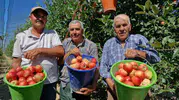 Karaman'da elma hasadı başladı, üreticinin yüzü gülüyor