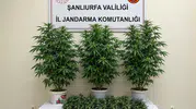 Bozova kırsalındaki operasyonda 13 kök kenevir bulundu