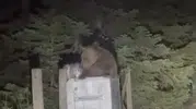 Uludağ’da çöp karıştıran ayılar yerleşim yerlerine indi