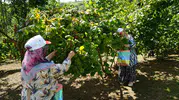 Samsun fındık bahçelerinde bereketli hasat dönemi başladı