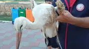 Reyhanlı’da gölde mahsur kalan yaralı leyleği itfaiye kurtardı