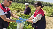 Bekilli bağlarında hasat öncesi zehirli ilaç taraması başladı