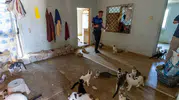 Çöp kokusu ihbarı evde 100 kediyi ortaya çıkardı