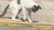 Silivri’de kedi ile kertenkelenin ilginç kapışması kameraya yansıdı