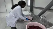 Tokat’ta güneş enerjisiyle tarım ürünleri fabrikaya dönüşüyor