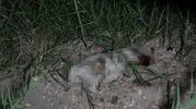 Antalya’da yavru köpeği taşla öldürdüğü iddia edilen turiste soruşturma