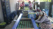 Kazdağları’nın meşhur nektarinde hasat zamanı