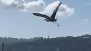 Sinop sokaklarında beklenmedik misafir: Vatandaşlar şaşkınlığını gizleyemedi