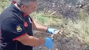 Çorum'daki yangından bir kaplumbağayı kurtardılar