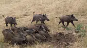 Domuz sürüsü mısırı talan ediyor, çiftçi tarlada nöbette