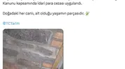 Eve tarantula, salyangoz ve kertenkele sokmuşlar 61 hayvan kurtarıldı