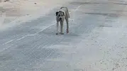 Halfeti sokaklarında korku dolu anlar 3 yaşındaki çocuğa köpek saldırısı