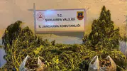 Jandarma Eyyübiye'deki adrese baskın yaptı, 625 kök kenevir buldu