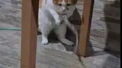 Amasyalı kedi Balım susuzluğunu kendi yöntemiyle giderdi