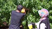 Mersinli üreticiye meyve sineğine karşı 80 bin tuzak